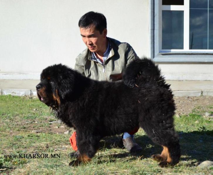 GANT  for MIA CAOKO  MIA | Tibetan Mastiff 
