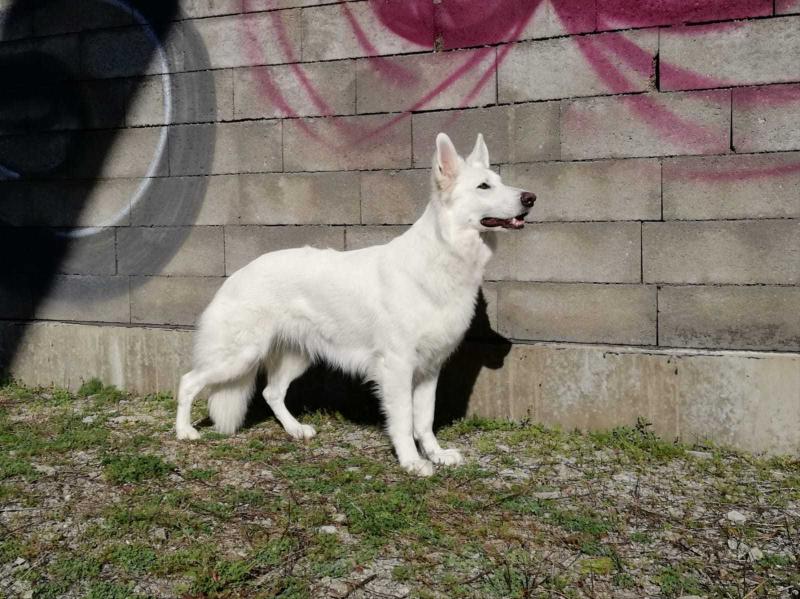 Bonny vom Kiragrund | White Swiss Shepherd Dog 