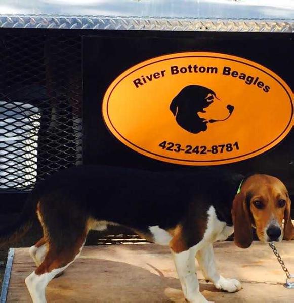 River Bottom LL Rocky | Beagle 