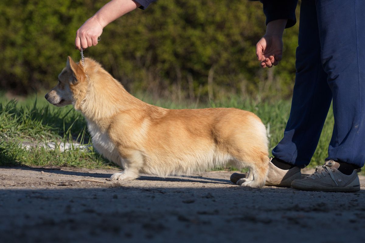 Edlen House Gwylan | Pembroke Welsh Corgi 