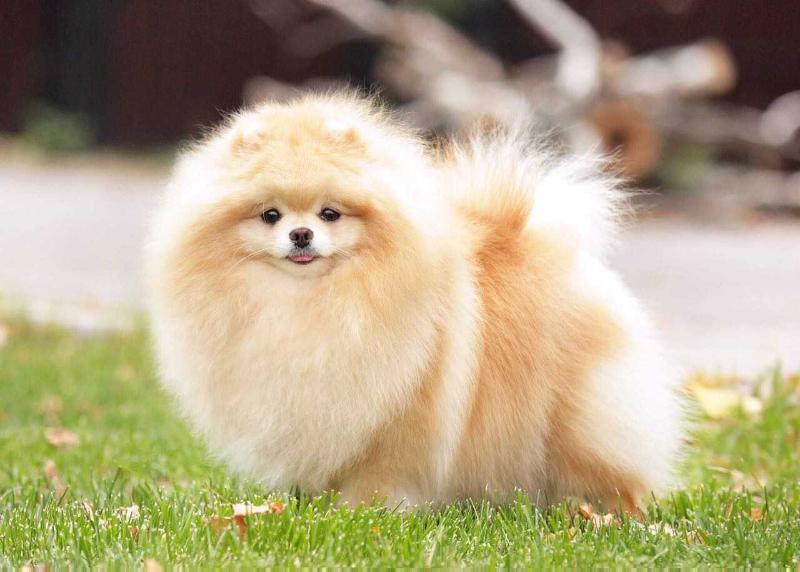 Puppy-Bum Yakutia | Pomeranian 