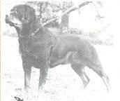 Bergsgardens Donna | Rottweiler 