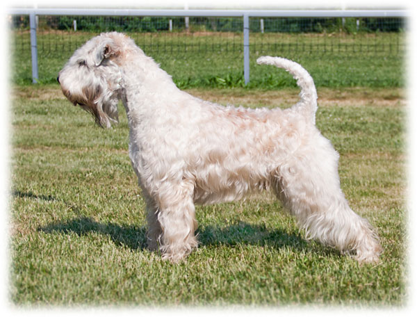 Villa Rosas Vertyc | Soft Coated Wheaten Terrier 