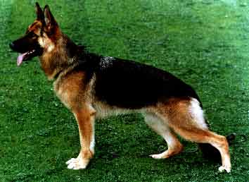 Fenja von der Brempter Mühle | German Shepherd Dog 