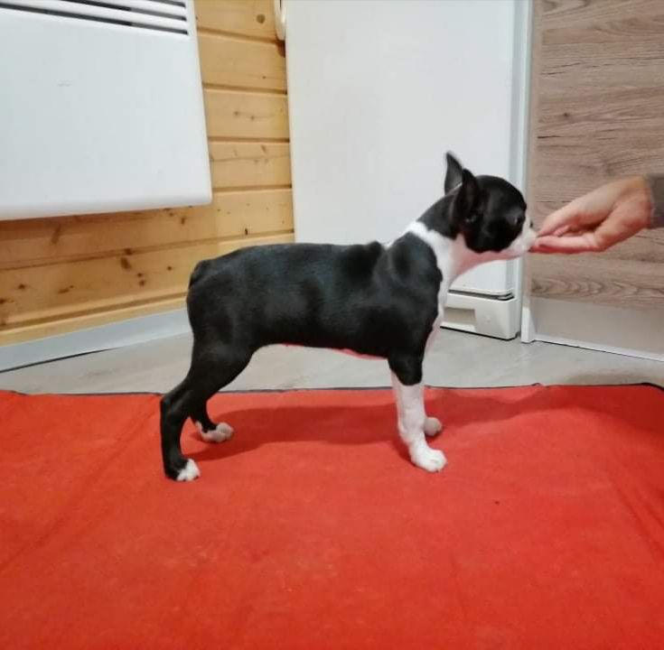 Tibet-Gyöngye Honey | Boston Terrier 