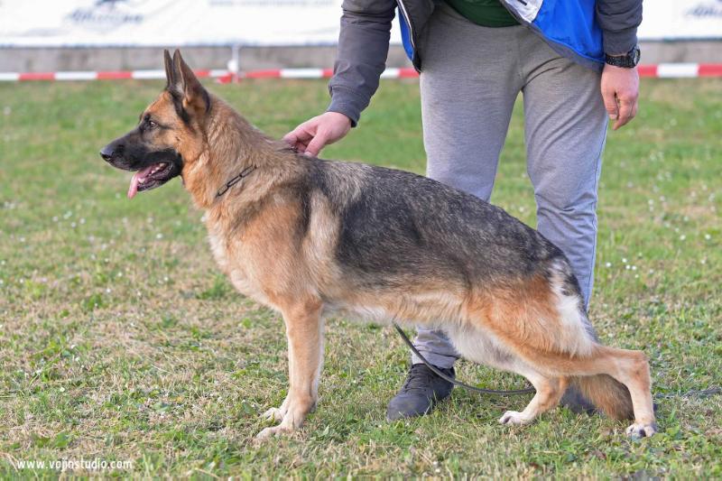 Raica Vom Damjan Hof | German Shepherd Dog 