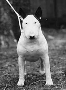 Catrana Eye Opener Of Aricon | Bull Terrier 