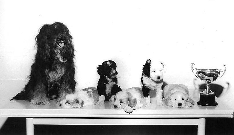 HLAKA KANGRI OF DOKHAM | Tibetan Terrier 