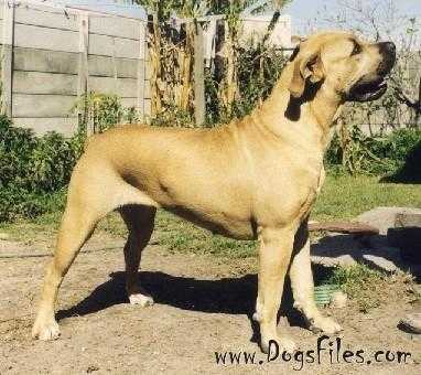 PIONA LARA | African Boerboel 