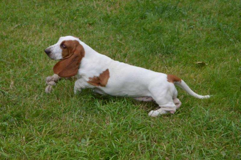 Musette Galopujaca Fufla | Basset Hound 