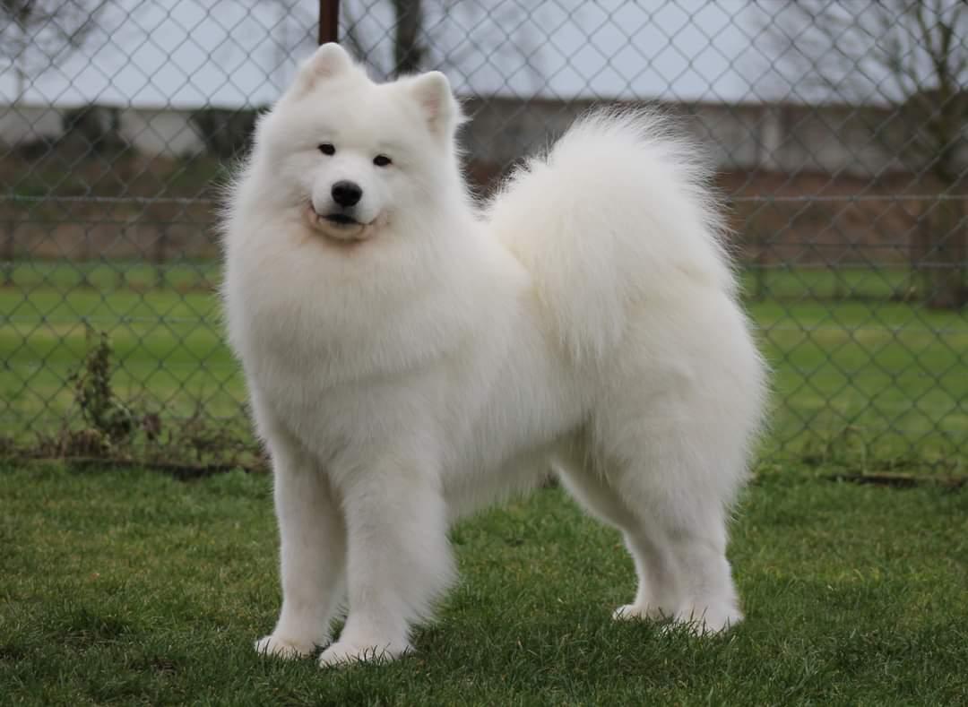 Imperiya sibiri Salvador Allende | Samoyed 