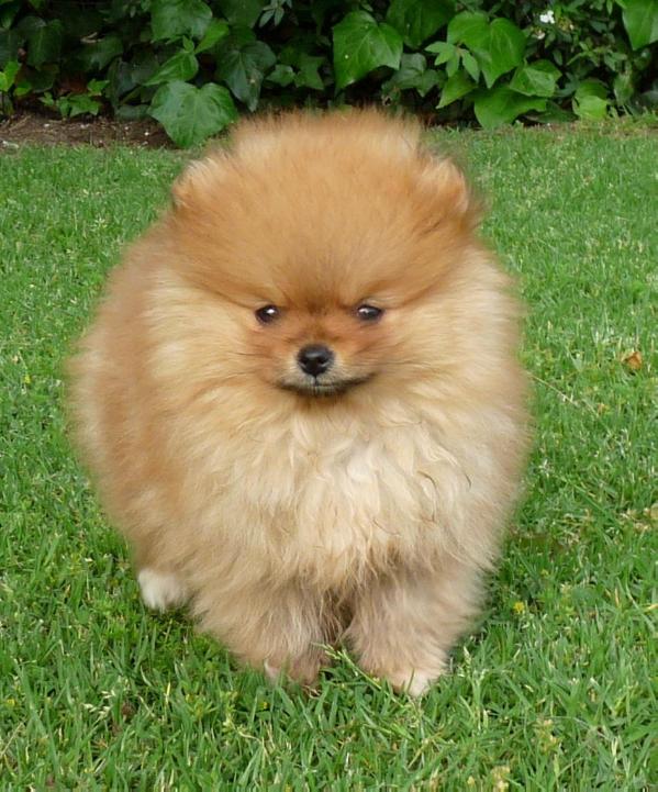 ANJULA Carli | Pomeranian 