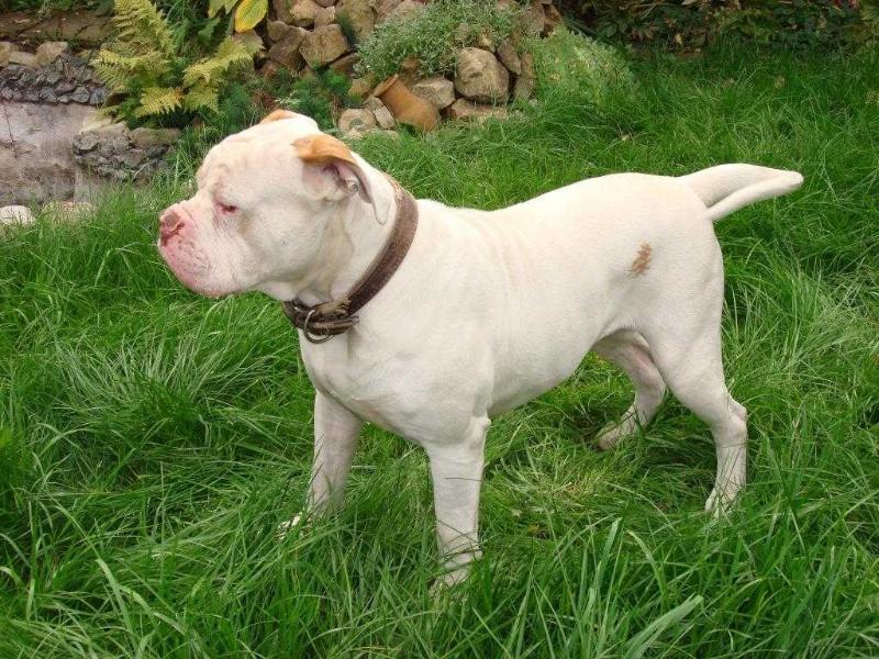 AYS KREM VENTURESOME | American Bulldog 