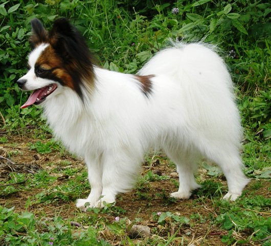 Zweety Star vom Cavalierchen | Papillon 