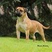 Rita Lee Nika de Krupp Escobar | Bullmastiff 