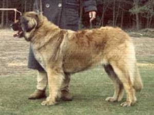 MAKOUM Haroseth | Leonberger 