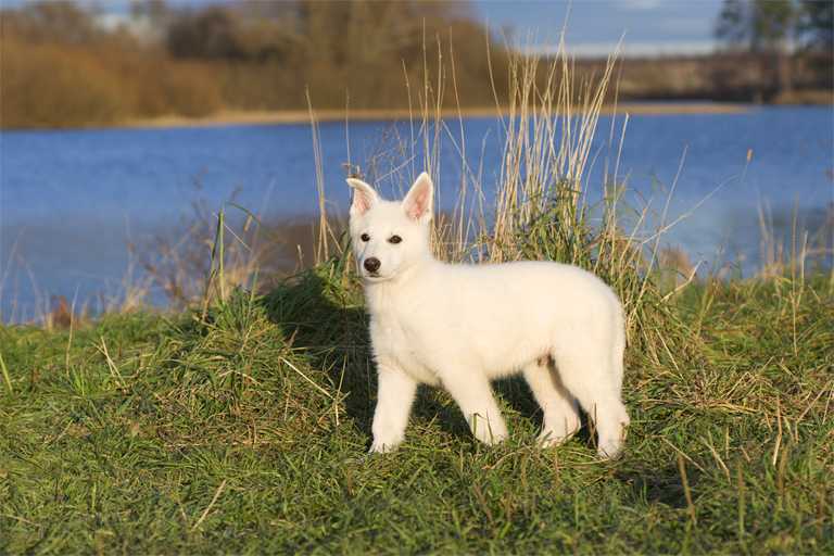 Inspiration of Angelotti | White Swiss Shepherd Dog 