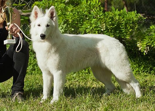 Bhumi of Shadasa | White Swiss Shepherd Dog 