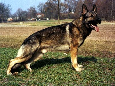 Gerd vom Elfenschloß | German Shepherd Dog 