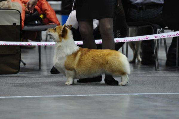 Laif Spring Key To Saccess | Pembroke Welsh Corgi 