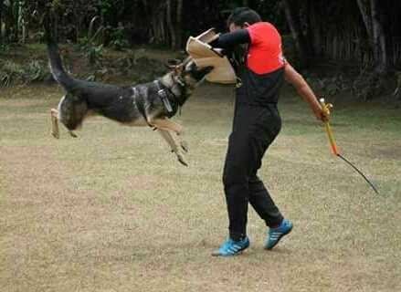 Aruba del Faro | German Shepherd Dog 