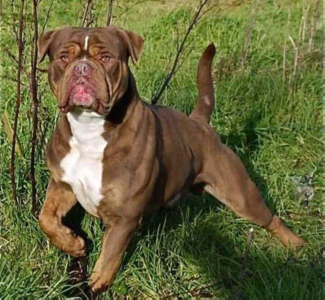 Bullforce Butter | Olde English Bulldogge 