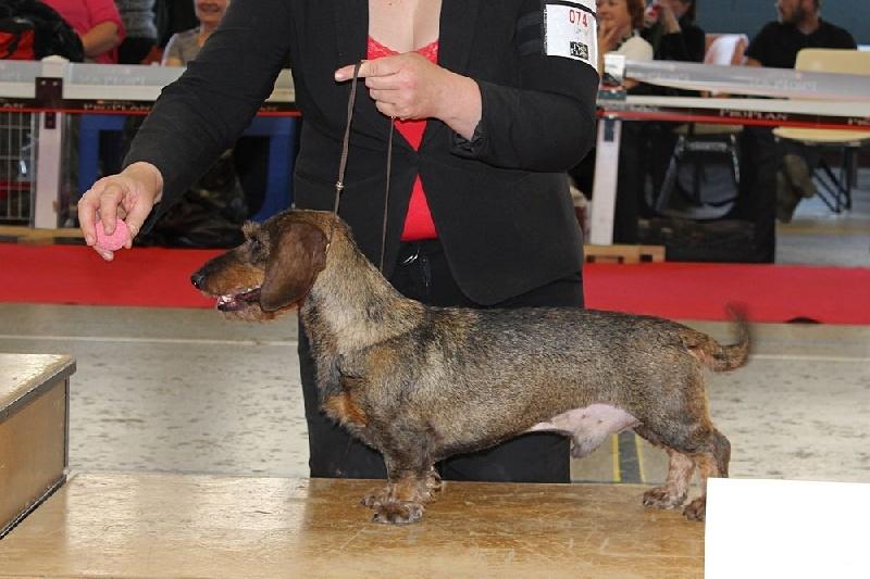 Marcellino della val vezzeno | Dachshund 