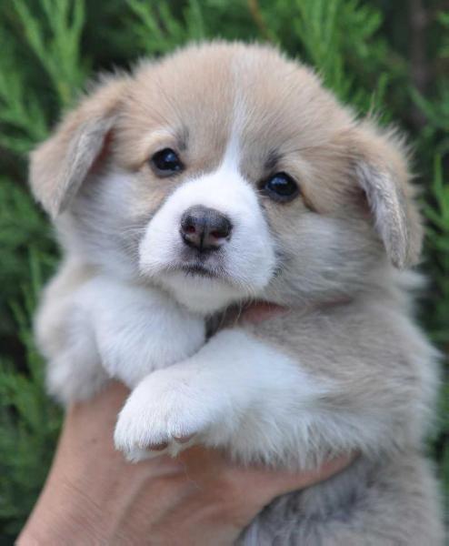 Orden Keltov Onega Nothern Queen | Pembroke Welsh Corgi 