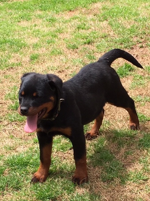 Xenna von der Rod | Rottweiler 