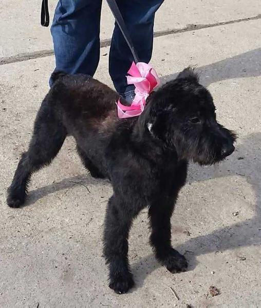 Vudoo | Bouvier des Flandres 