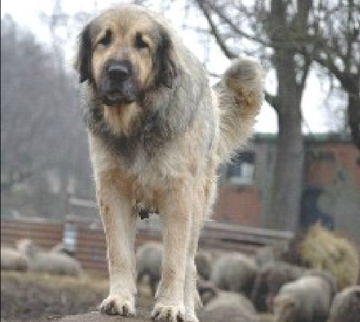 Bela | Yugoslavian Shepherd Dog-Sarplaninac 