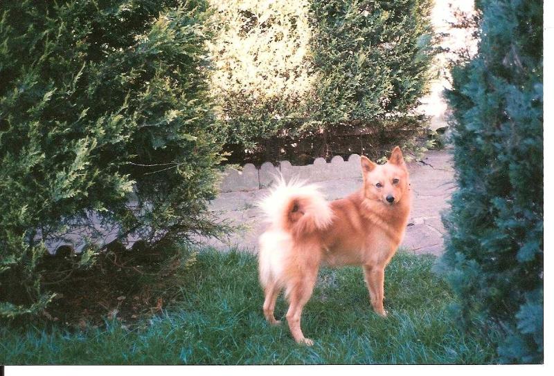 C'KIMO de la Cascade des Jarreaux | Finnish Spitz 