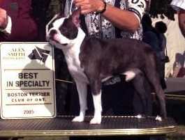 To-Che's Ten Years After | Boston Terrier 