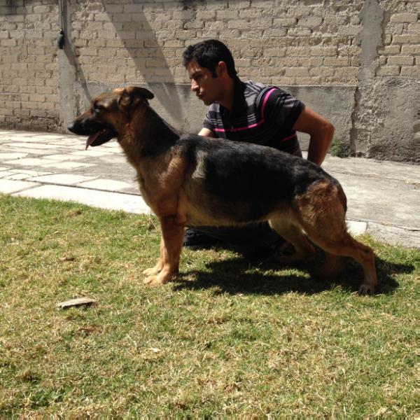 Irka de Tres Marias | German Shepherd Dog 