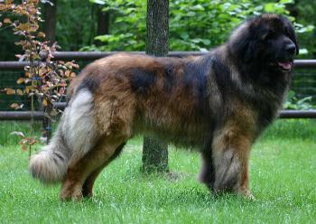 Bucr | Leonberger 