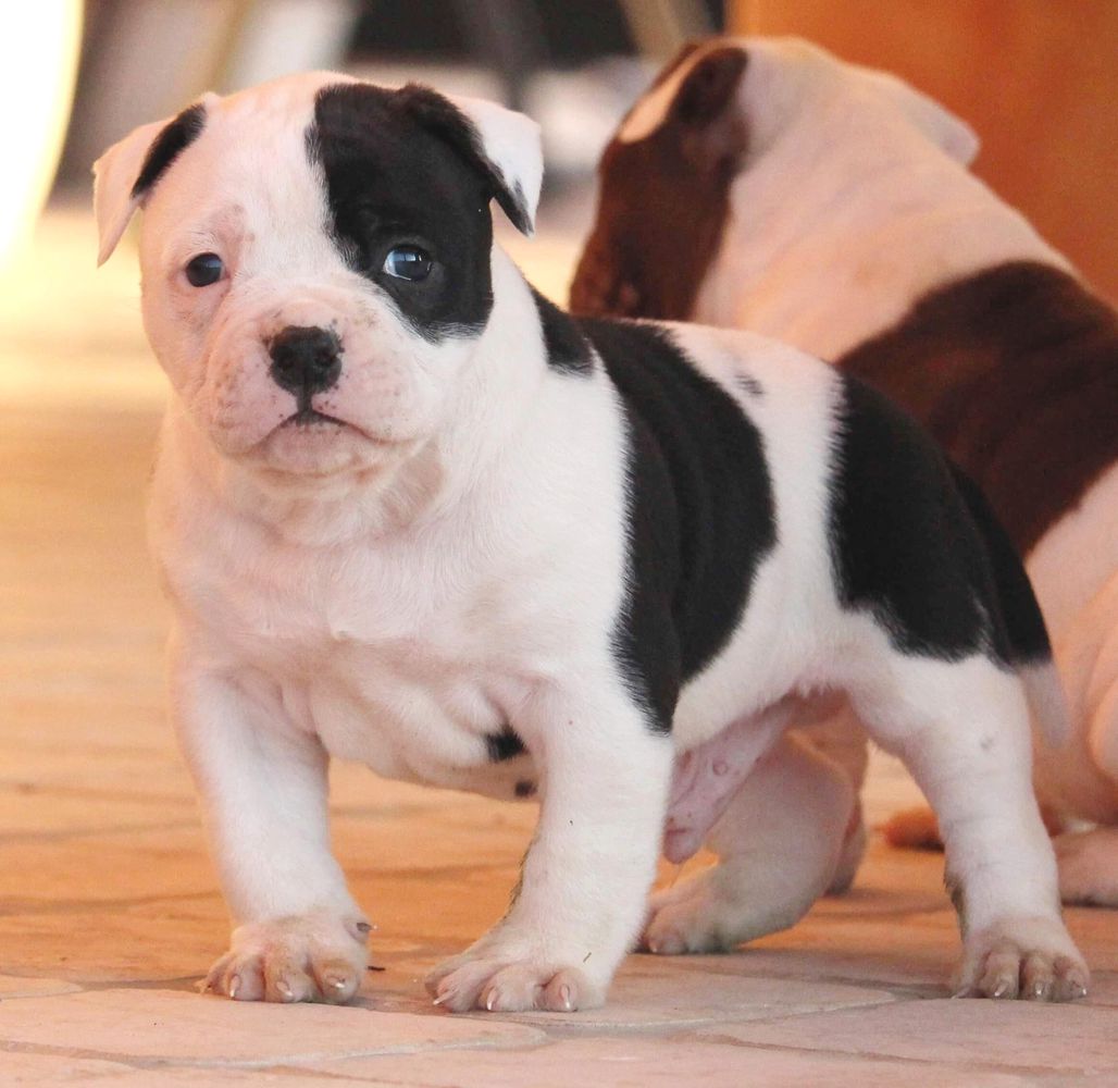 Bomberbulls Godzilla | American Bulldog 