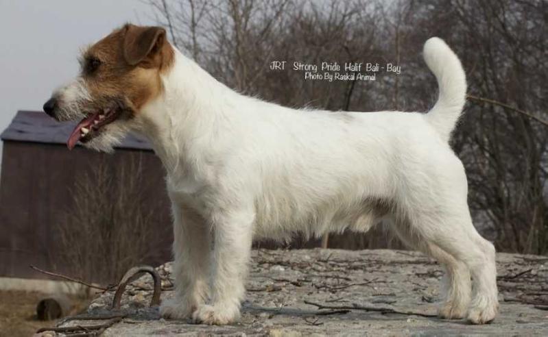 STRONG PRIDE HALIF BALI-BAI | Jack Russell Terrier 