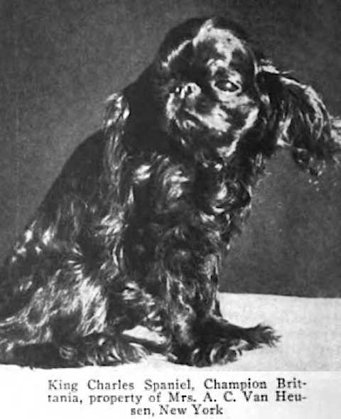 Brittania (Mrs. A.C. Van Heusen's, New York) | Cavalier King Charles Spaniel 