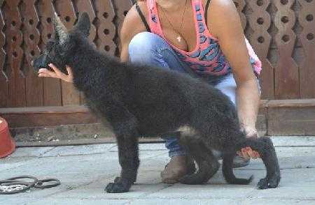 Lika vom Baikal Haus | German Shepherd Dog 