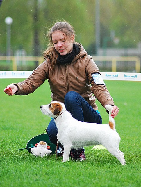 Scarlett Bevy JR Royal Princess | Jack Russell Terrier 