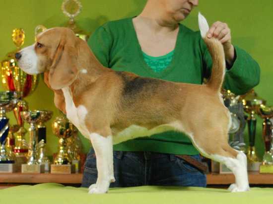 XARA Esflores | Beagle 