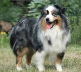 Rose Acres Keep N It Short N Sweet | Australian Shepherd 