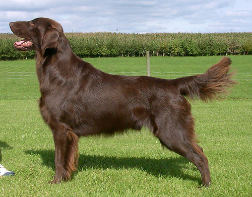 Westbrook Cinnabar | Flat-Coated Retriever 