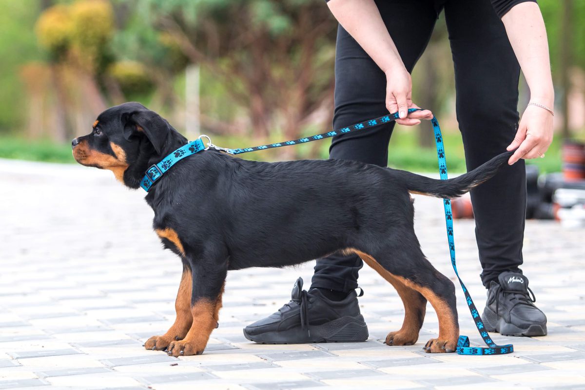 Bohemia Teren | Rottweiler 