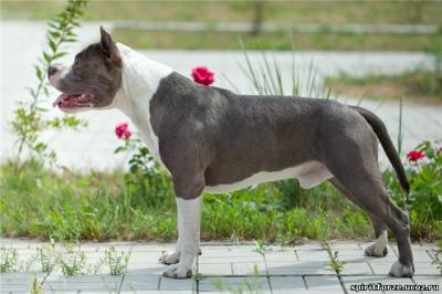 SPIRIT FORZE Charitable Heart | American Staffordshire Terrier 