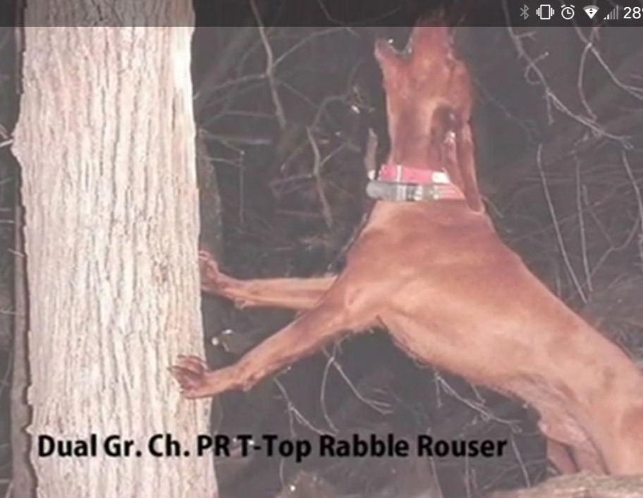 T-Top Rabble Rouser | Redbone Coonhound 