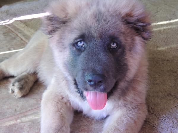 Faithful Ozzi Oz | Caucasian Mountain Dog 