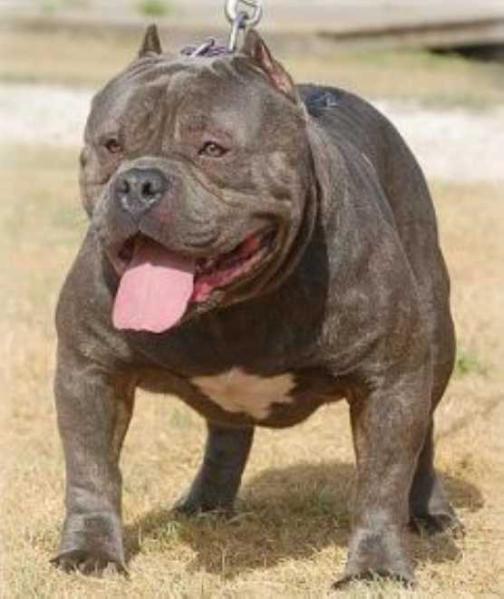 NIGHT TIME'S OMEN OF BLUEFORCE | American Pit Bull Terrier 