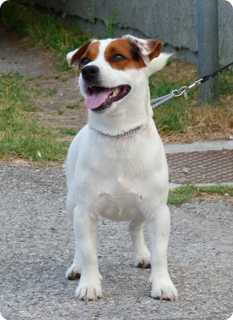 Tin-Tin del Cavaliere Nero | Jack Russell Terrier 