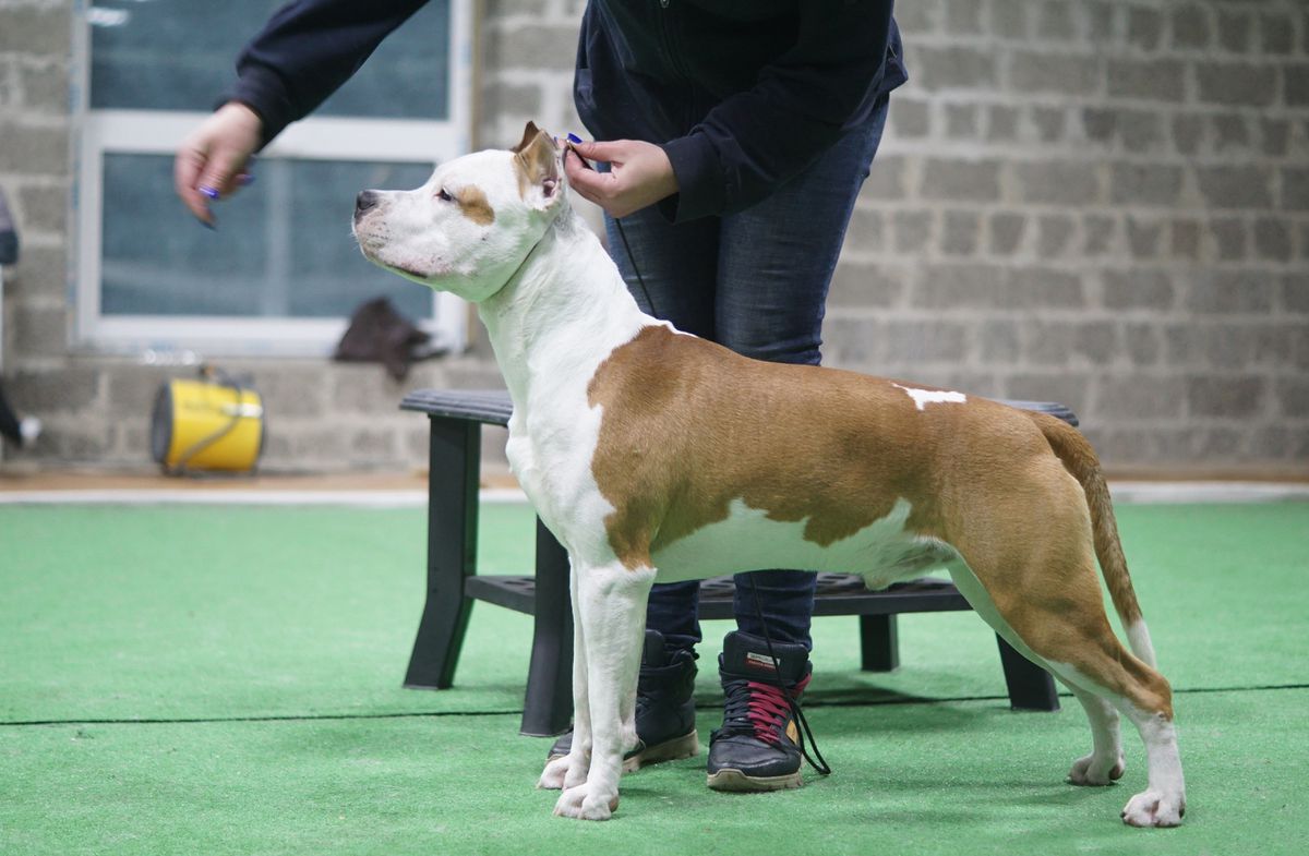 Radeon Iz Doma Lankaster | American Staffordshire Terrier 